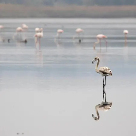 Casa Iroko - A Modern Villa, With Private Pool, In A Quiet Area Villa Nadadouro
