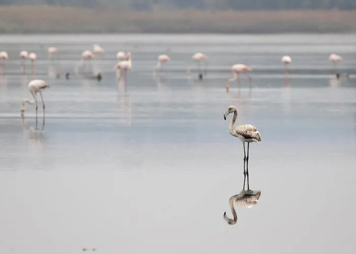 Casa Iroko - A Modern Villa, With Private Pool, In A Quiet Area Villa Nadadouro